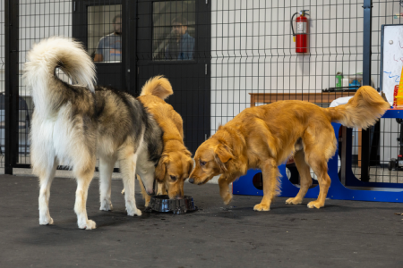 dog day care