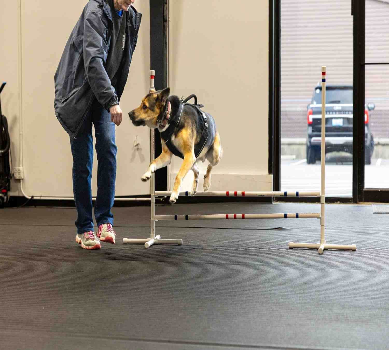 dog with trainers