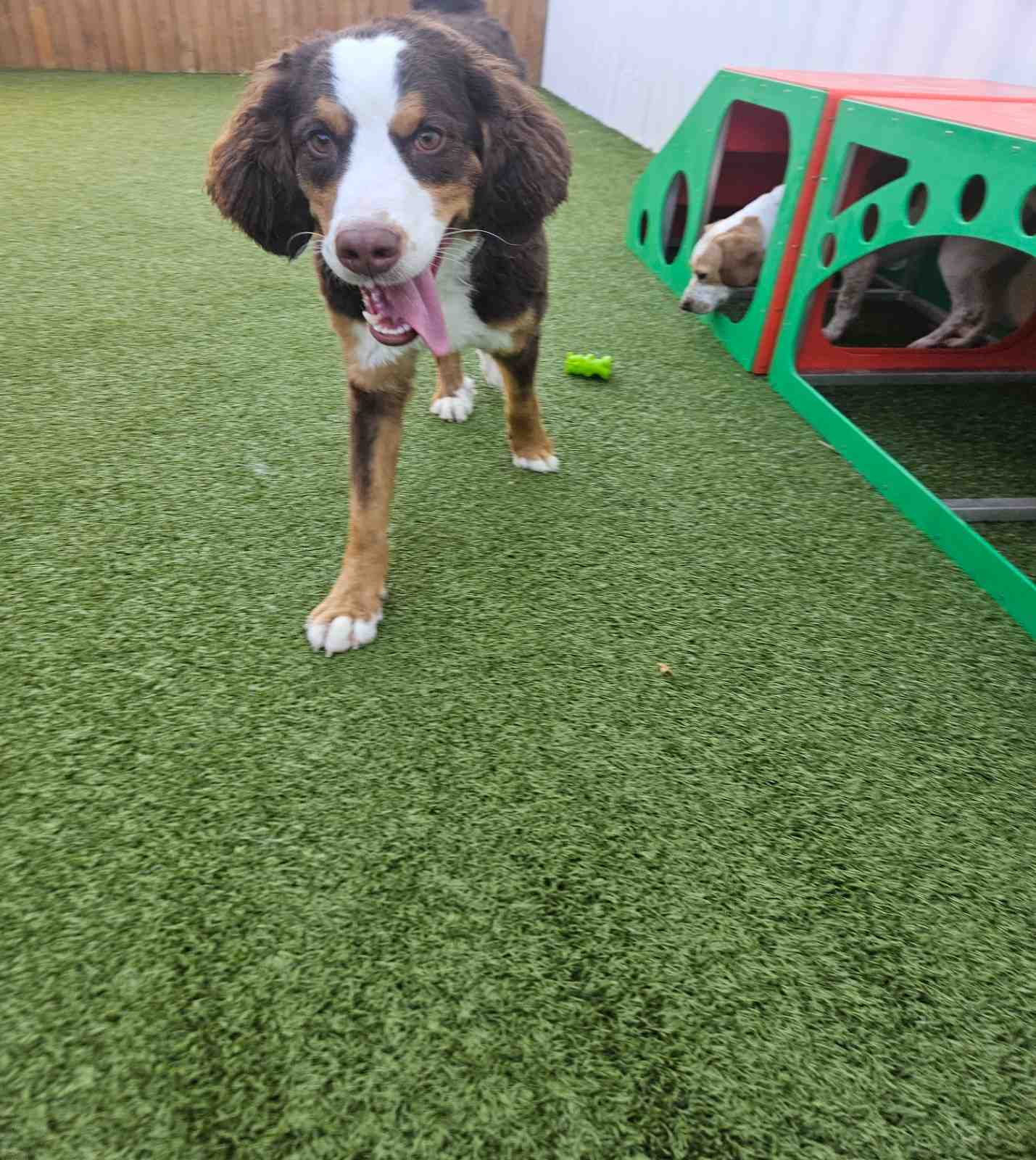 dog trainer with dog