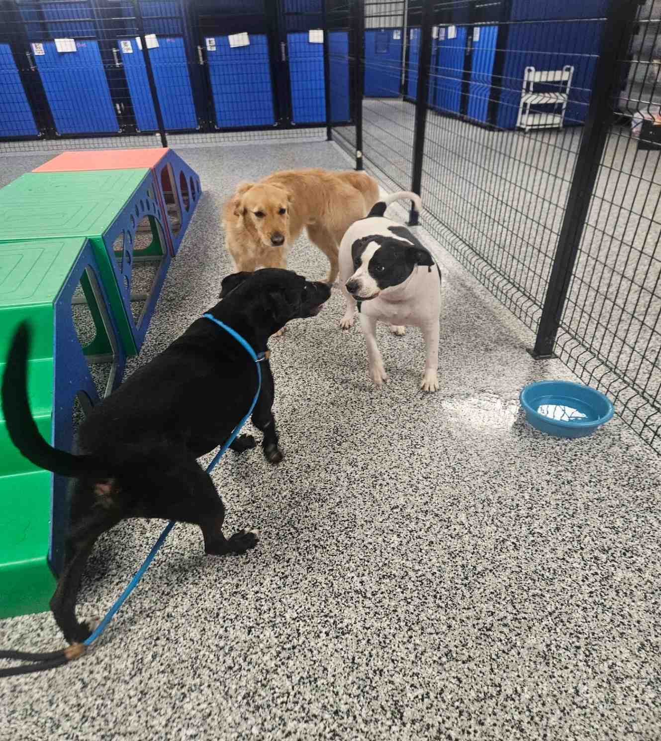dog with trainers