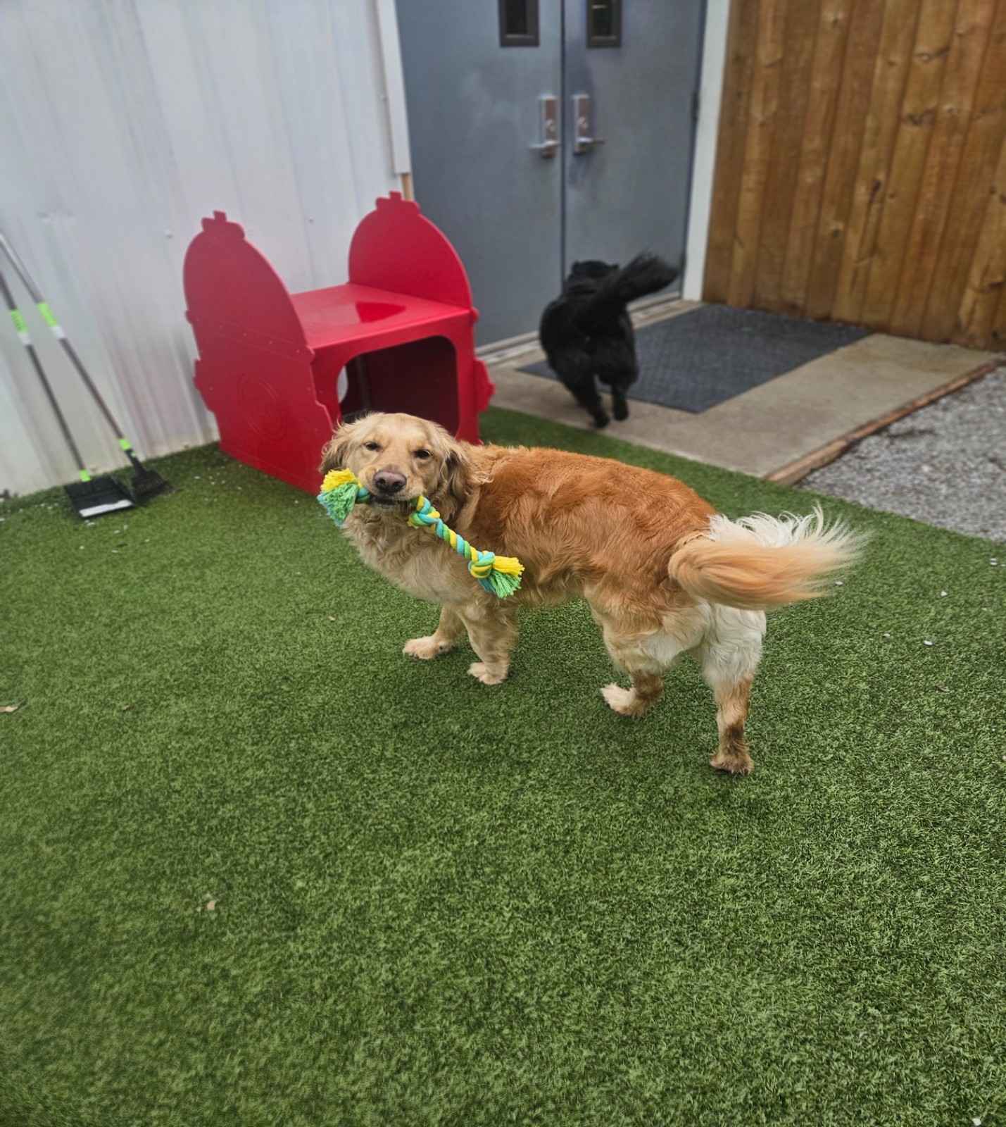 Dog Boarding at resort4paws