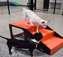 dog playing