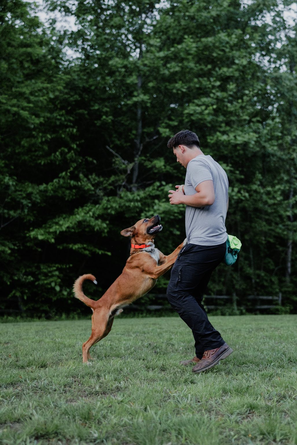 dog with trainers