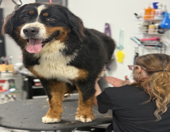 groomer with dog
