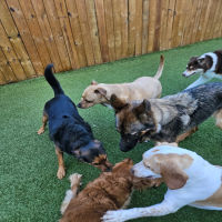 dog boarding