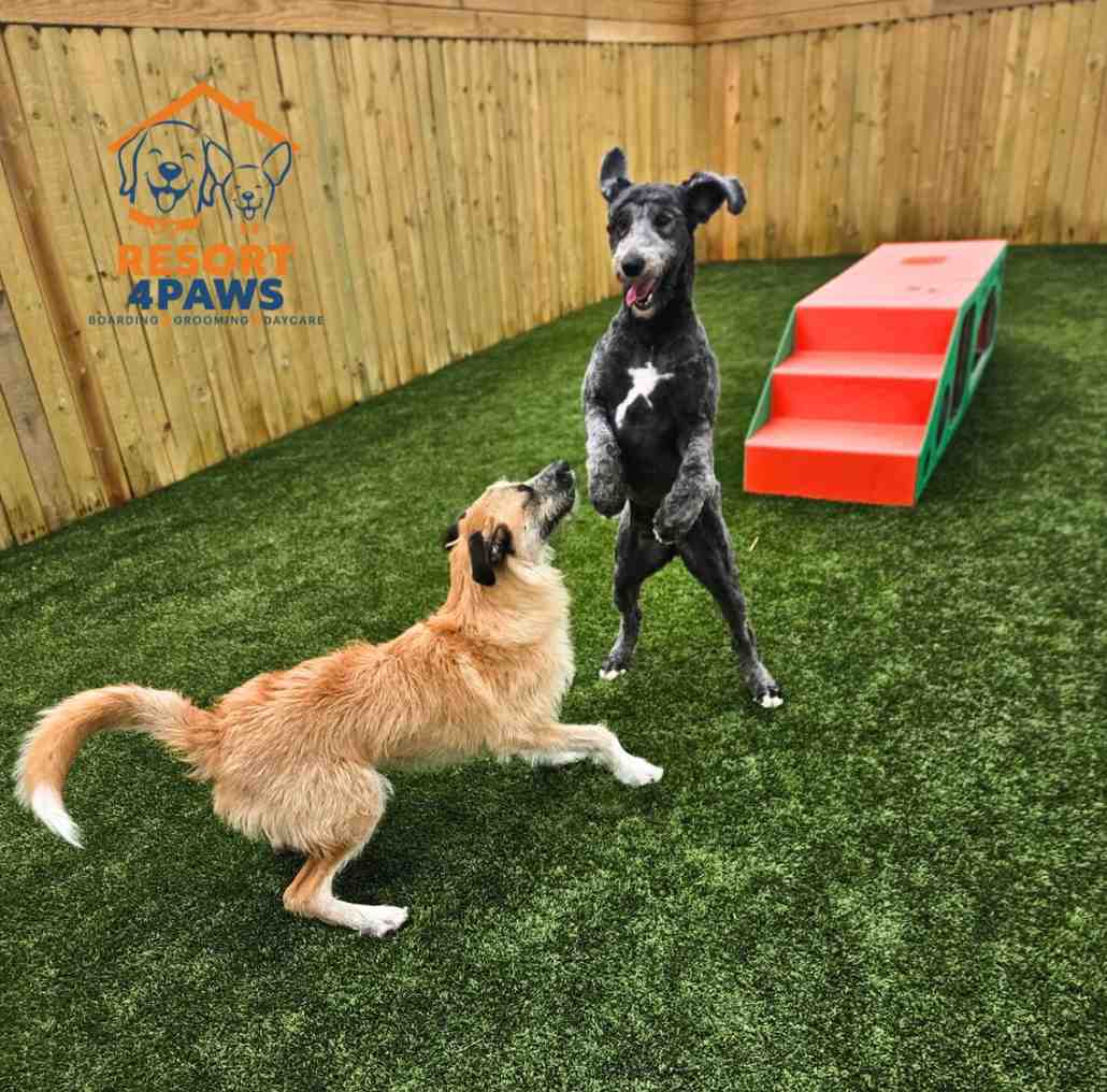dog events