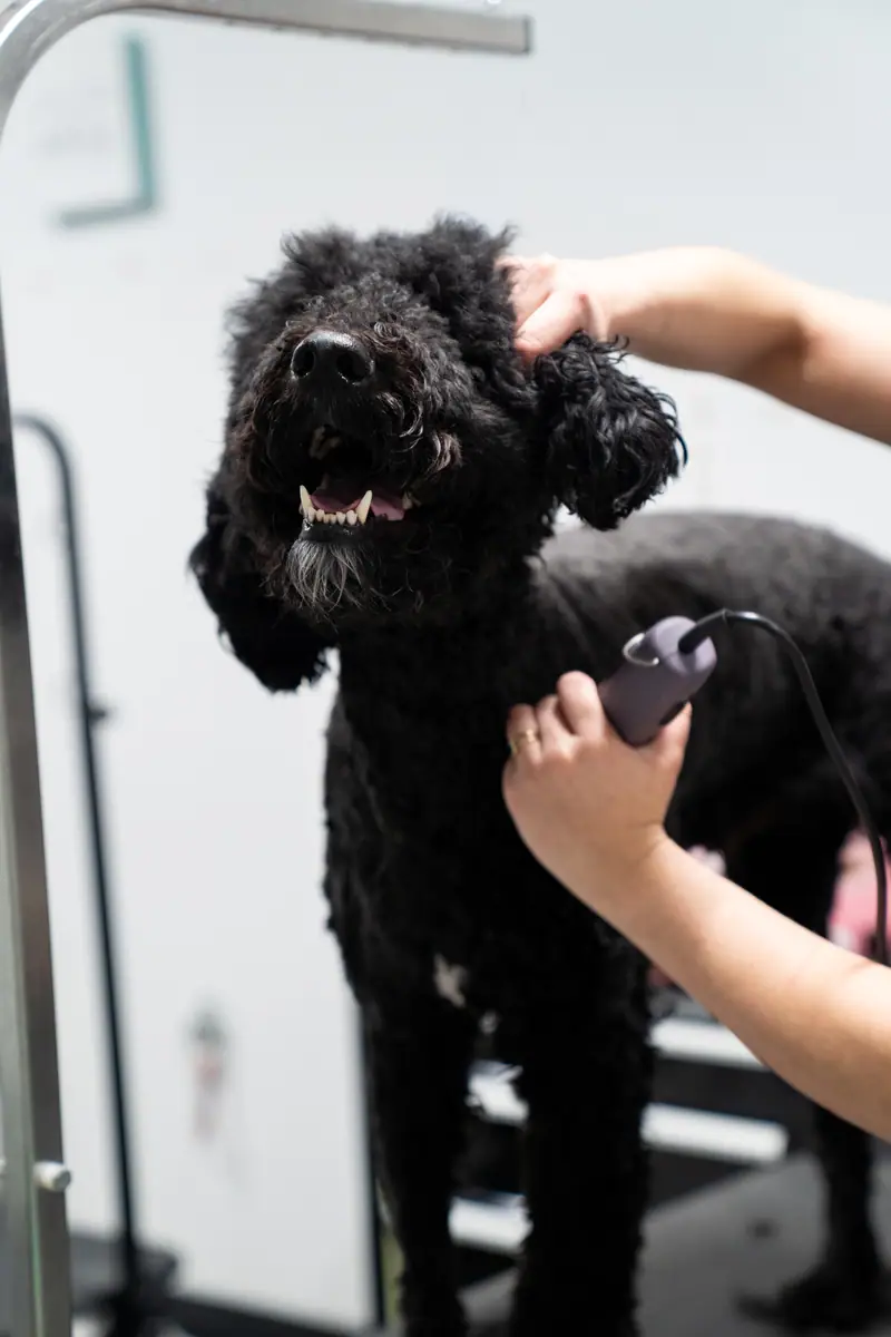 Dog grooming at Resort 4 Paws