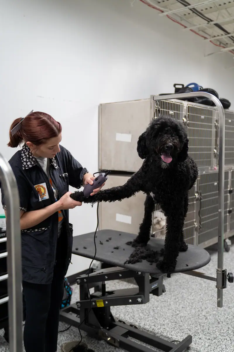 Professional dog grooming