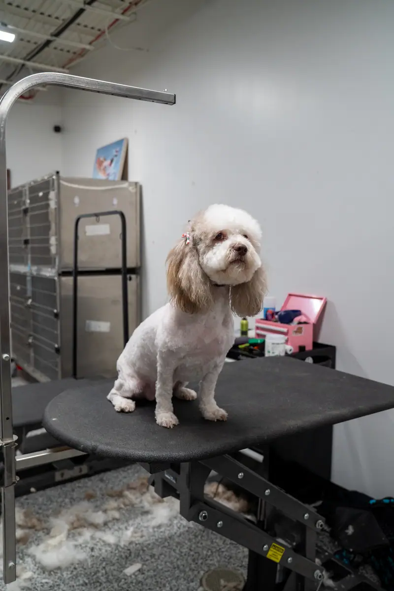 Freshly groomed dog