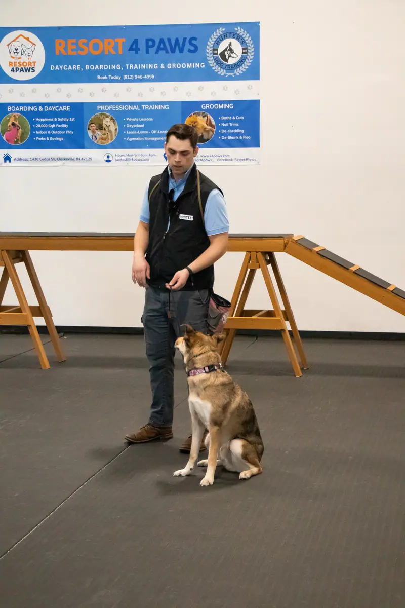 Dog training session