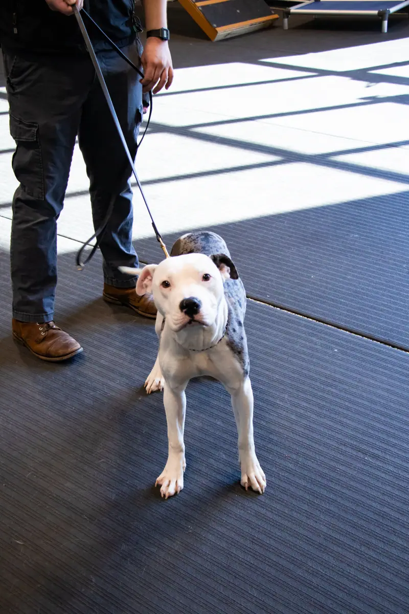 Dog learning with a trainer