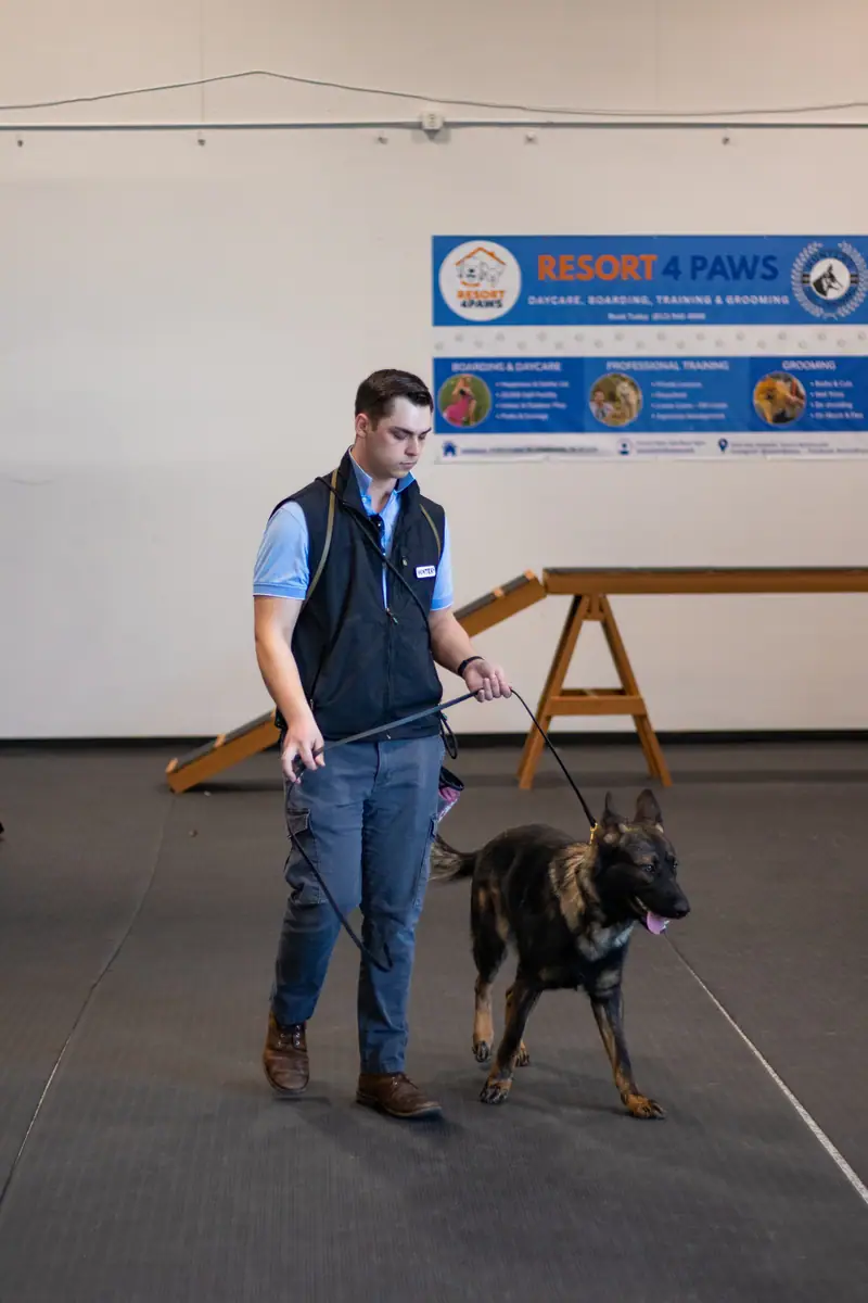 Dog completing a training exercise