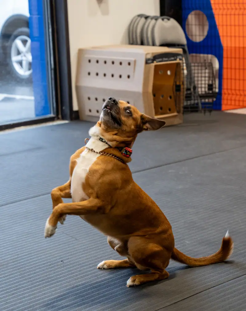 Puppy enjoying boarding at Resort 4 Paws