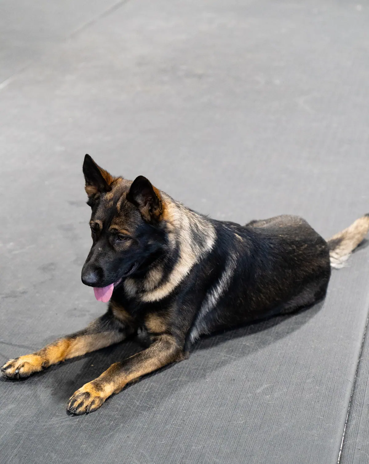 Climate-controlled dog boarding suites near Louisville KY