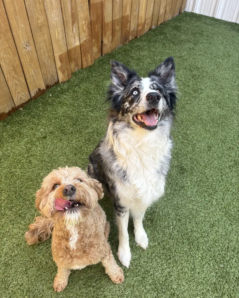 Dog with a Resort 4 Paws trainer