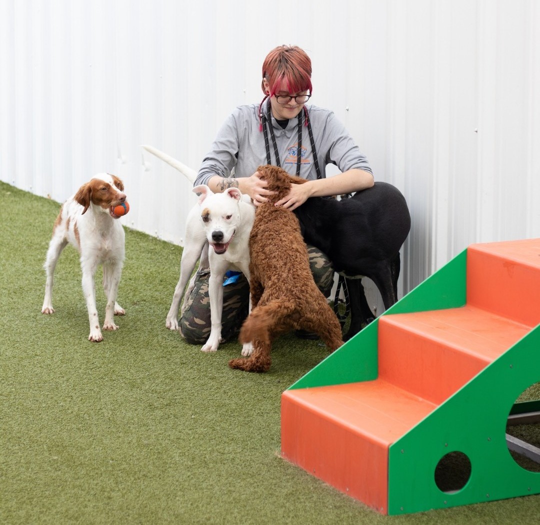 dog training