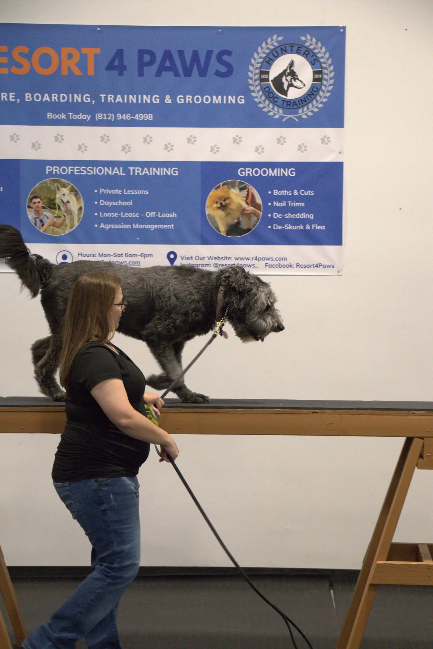 dog training and care