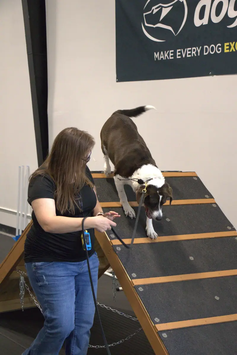 Dogs playing together at daycare