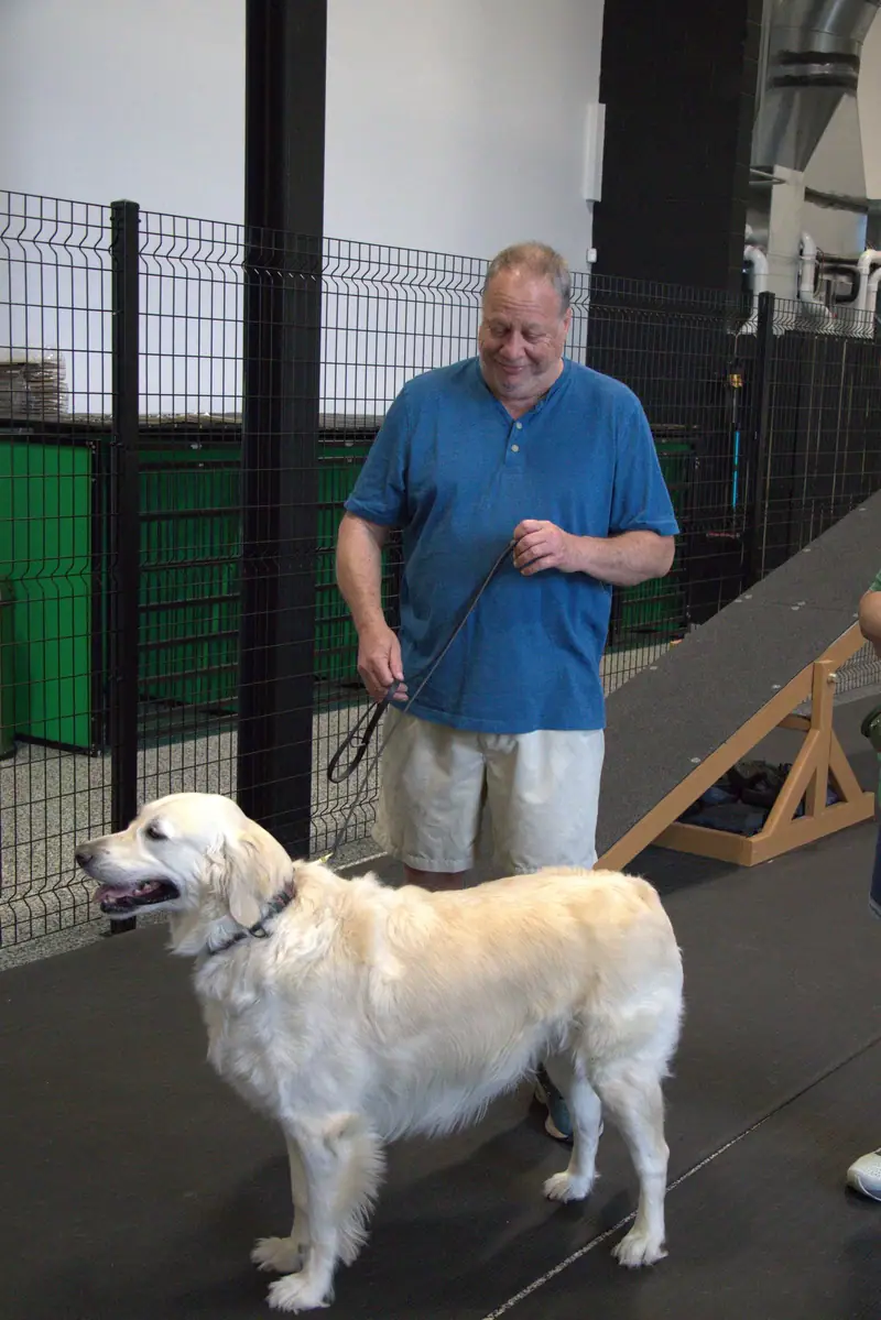 Dog daycare play session
