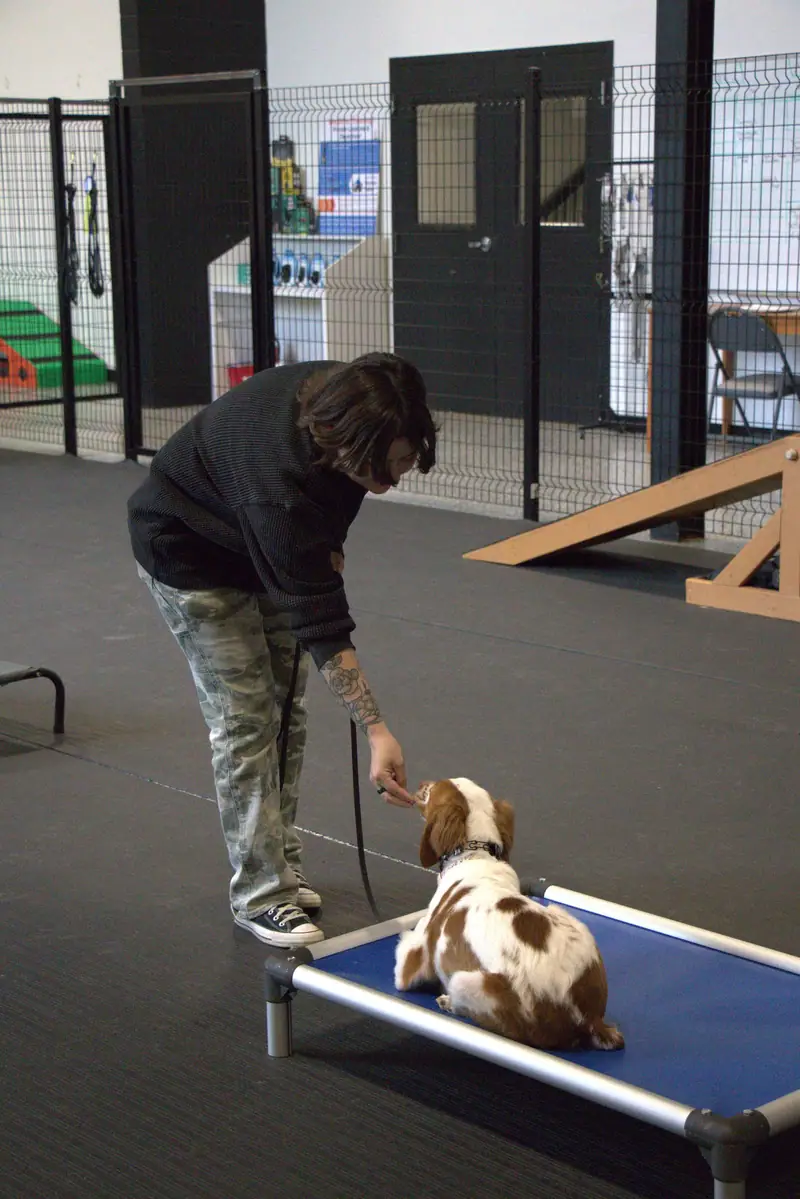 Dogs with their daycare team