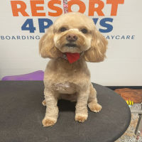 dog salon icon