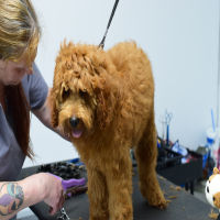 dog grooming icon