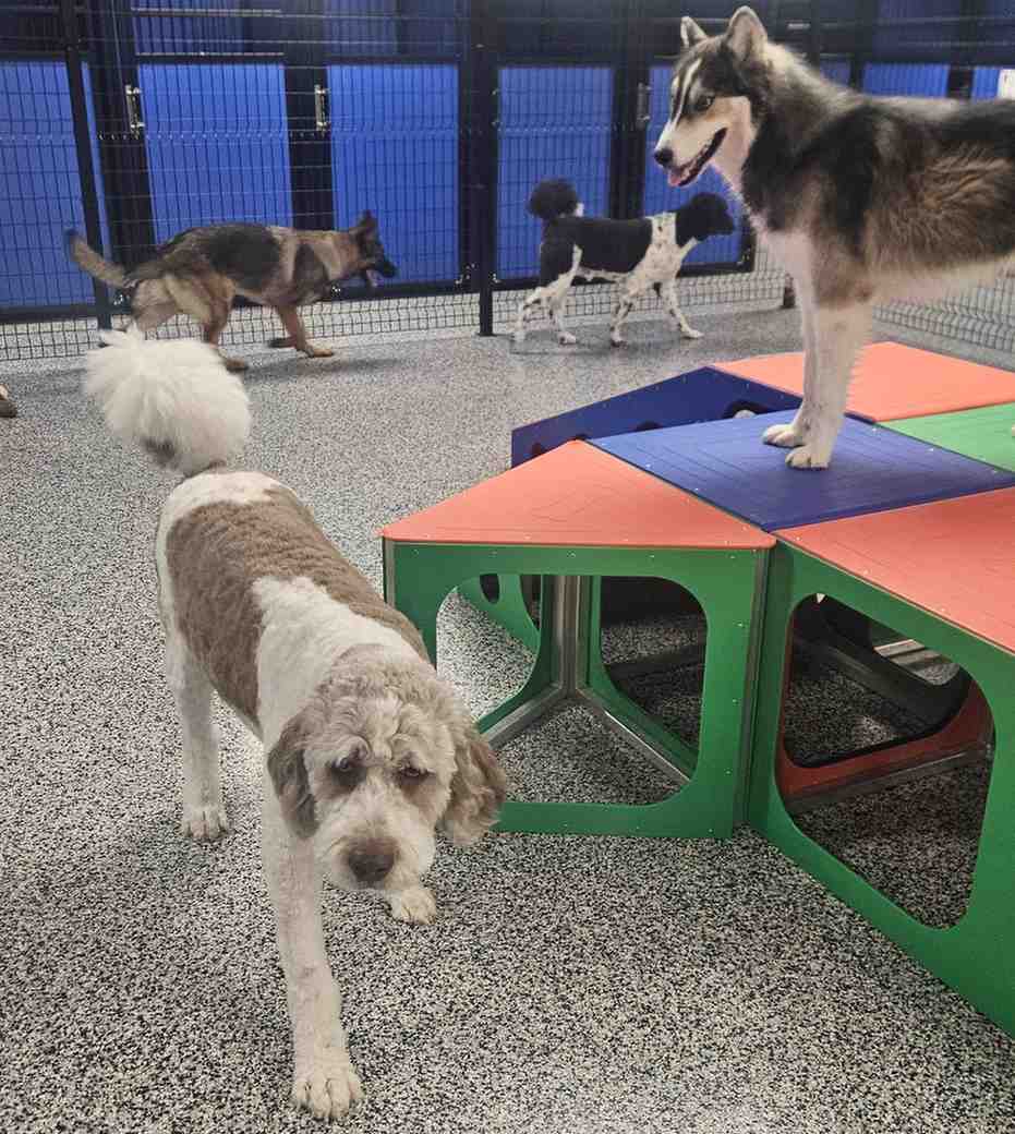 dog day care