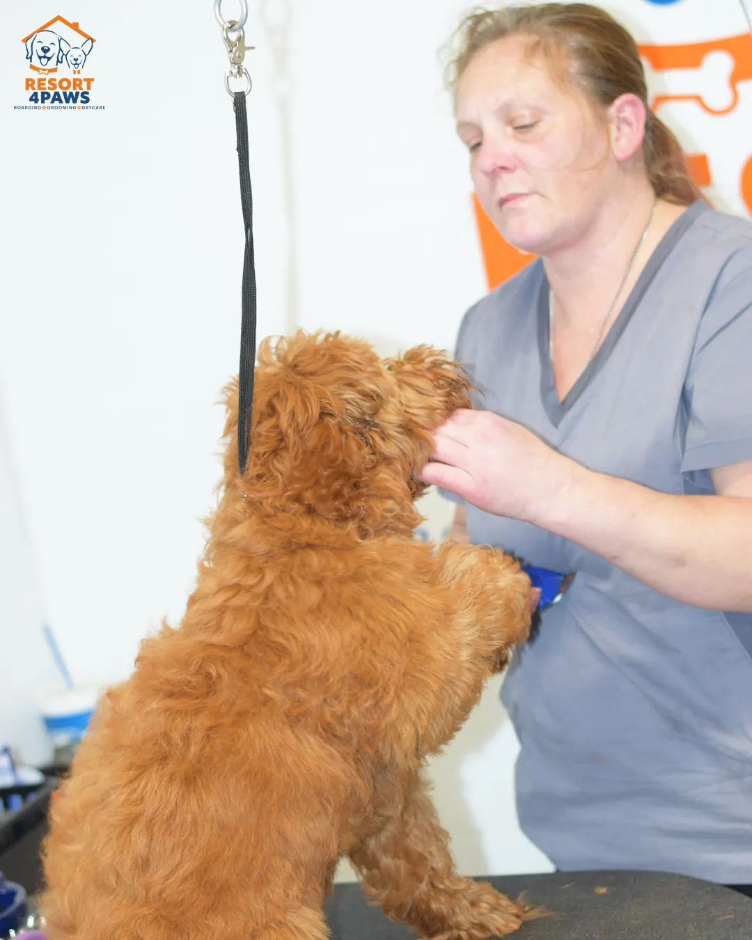 dog grooming procedure