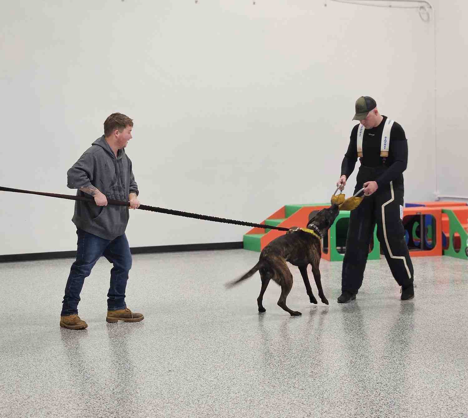dog with trainers
