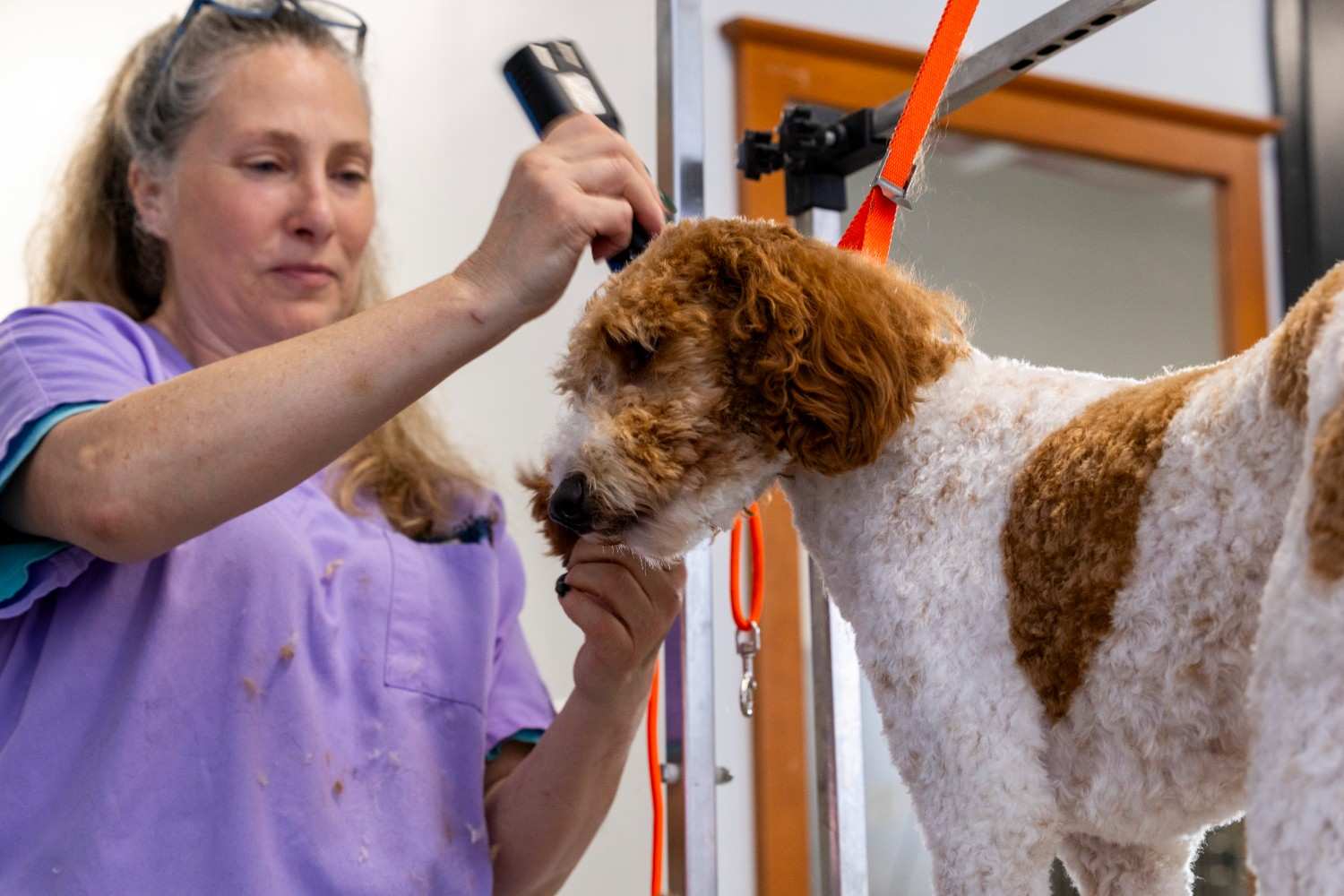 dog after grooming