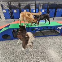Dog training icon