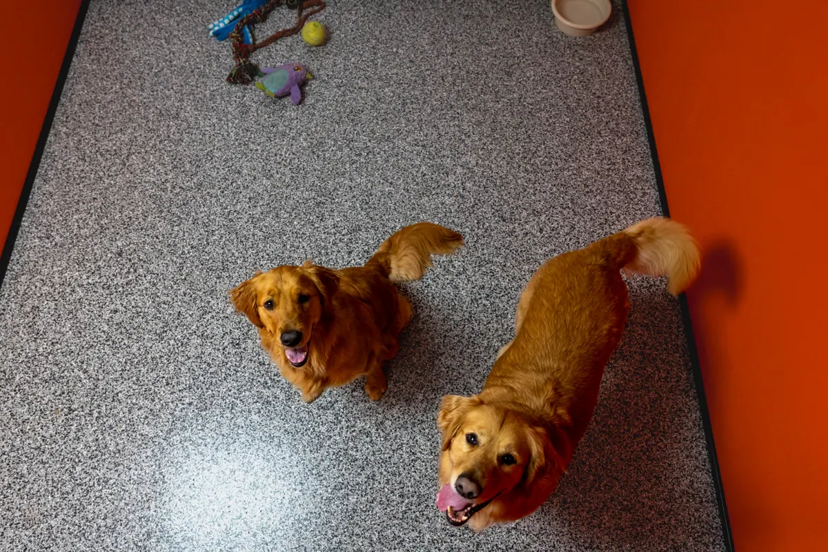 dogs in resort4paws