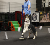 Dog Boarding at resort4paws