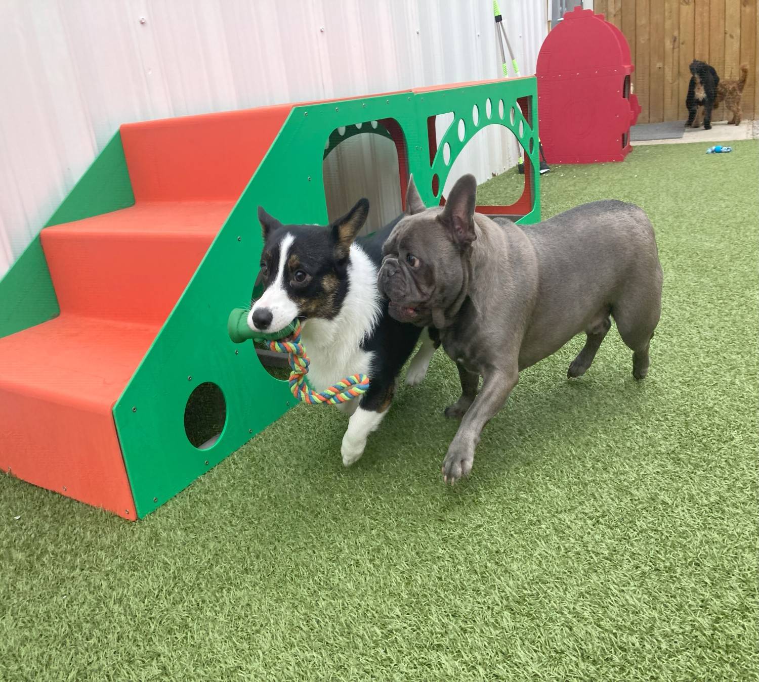 dog with trainers