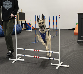 dog  day care