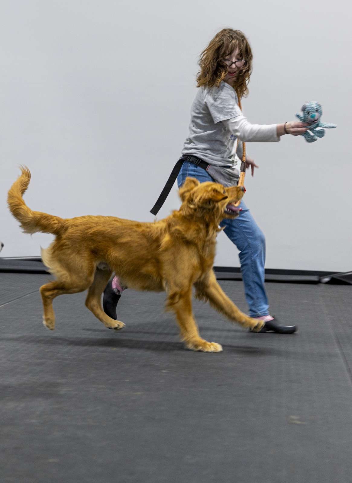 dog  looking